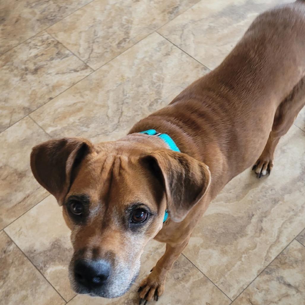 Bleu, Adoptable, Senior Male Redbone Coonhound & Beagle.