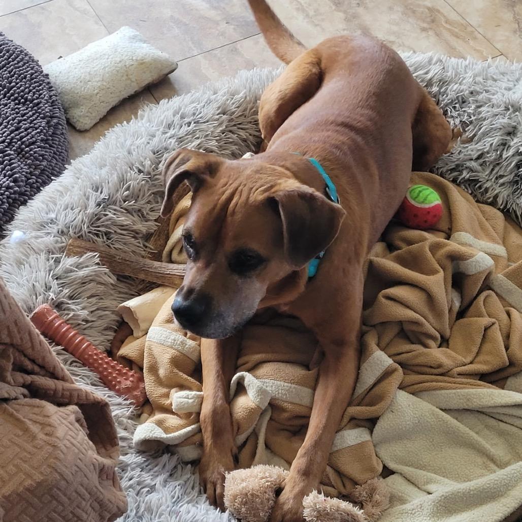 Enlarge Bleu, a Adoptable mixed breed in Tunkhannock, PA image 4/4