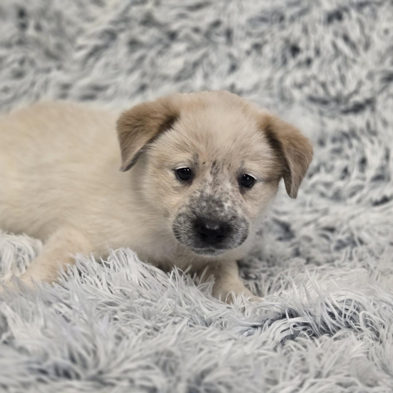 Rizzo, Baby Female unknown