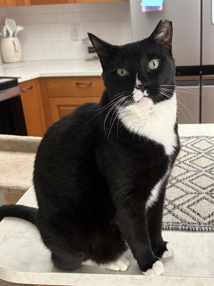 Enlarge Stefan, a Adoptable Domestic Short Hair in Ruskin, FL image 1/4