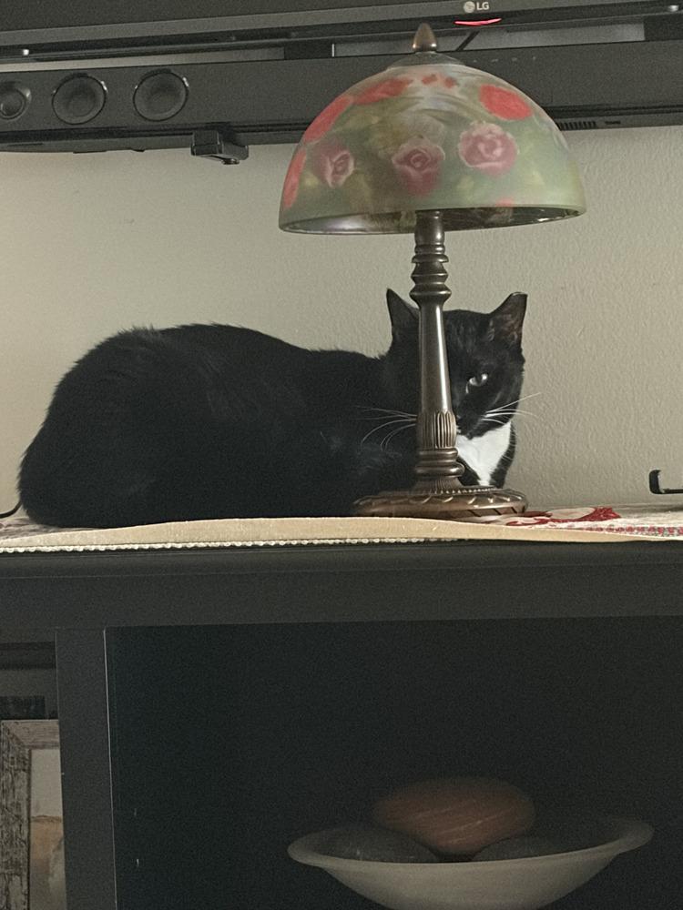 Enlarge Stefan, a Adoptable Domestic Short Hair in Ruskin, FL image 2/4