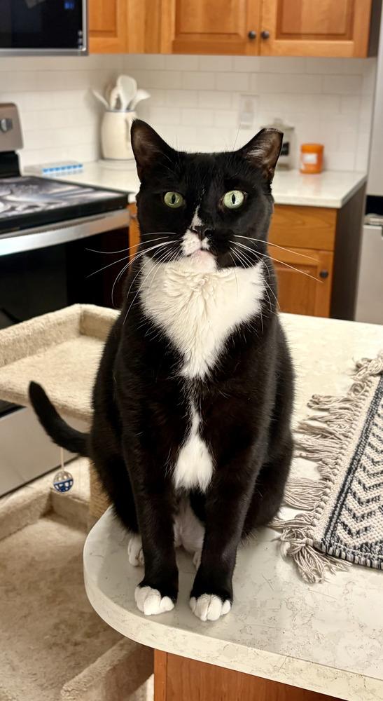 Enlarge Stefan, a Adoptable Domestic Short Hair in Ruskin, FL image 3/4