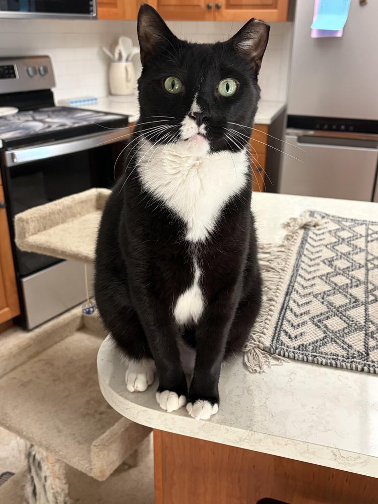 Enlarge Stefan, a Adoptable Domestic Short Hair in Ruskin, FL image 4/4