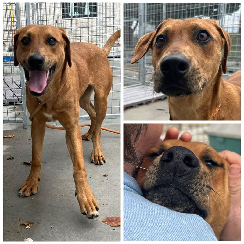 Twister, Adoptable, Adult Male Coonhound.