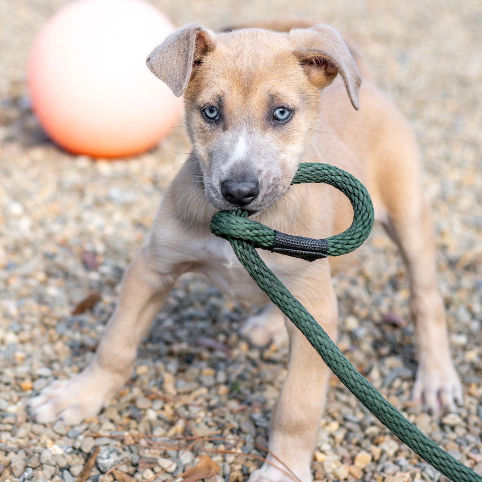 Brioche, Adoptable, Puppy Male Husky.