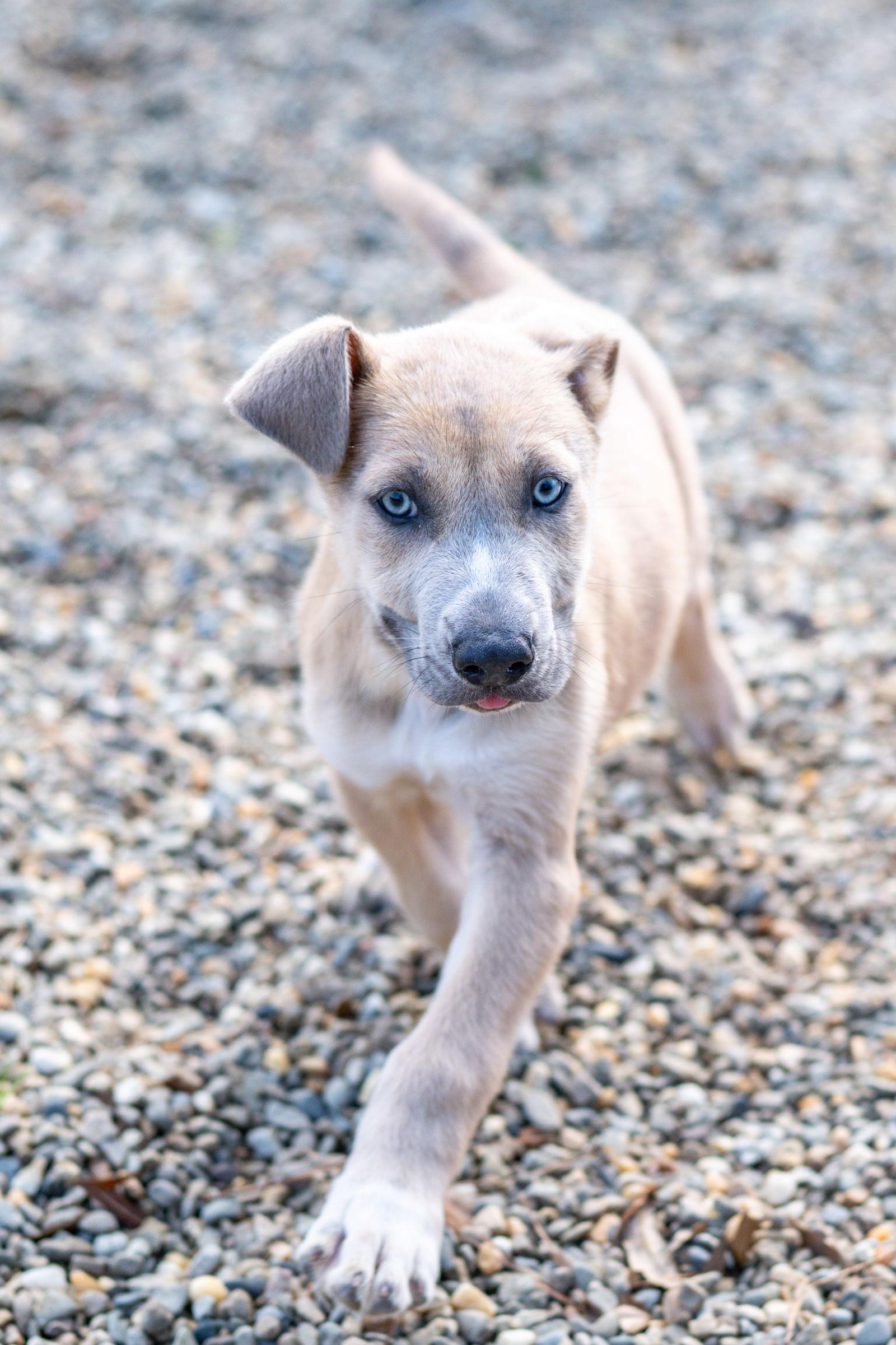 Enlarge Brioche, a Adoptable Husky in Hilton Head Island, SC image 2/2