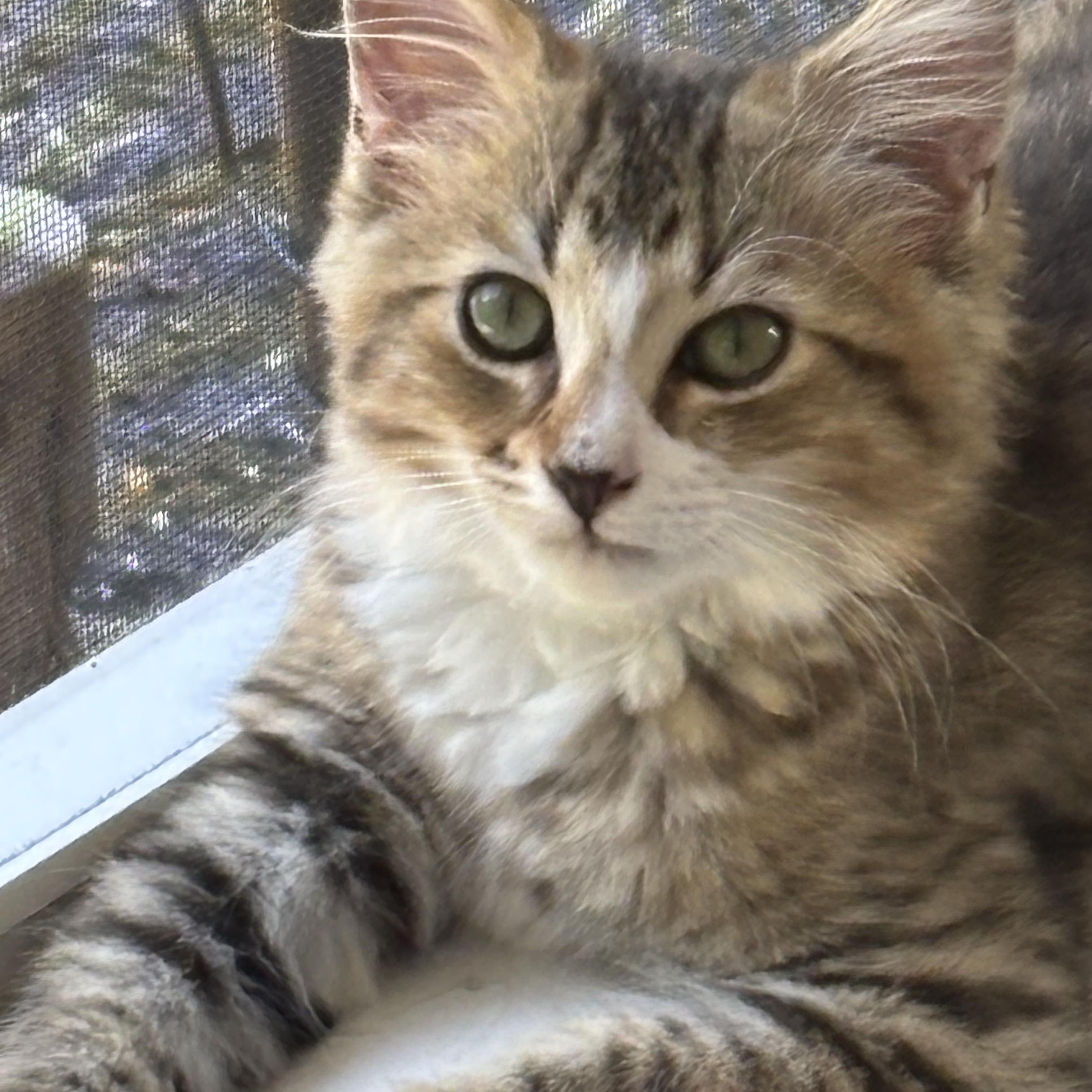 Ozzie and Sylvester, adopted, Kitten Male Tabby & Domestic Medium Hair.