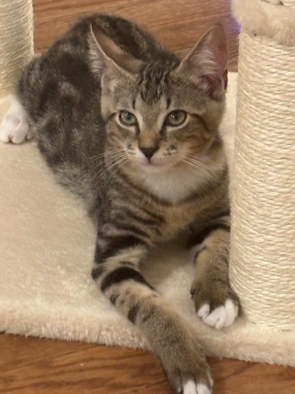 Enlarge Ozzie and Sylvester, an adopted mixed breed in Charlotte, NC image 2/4