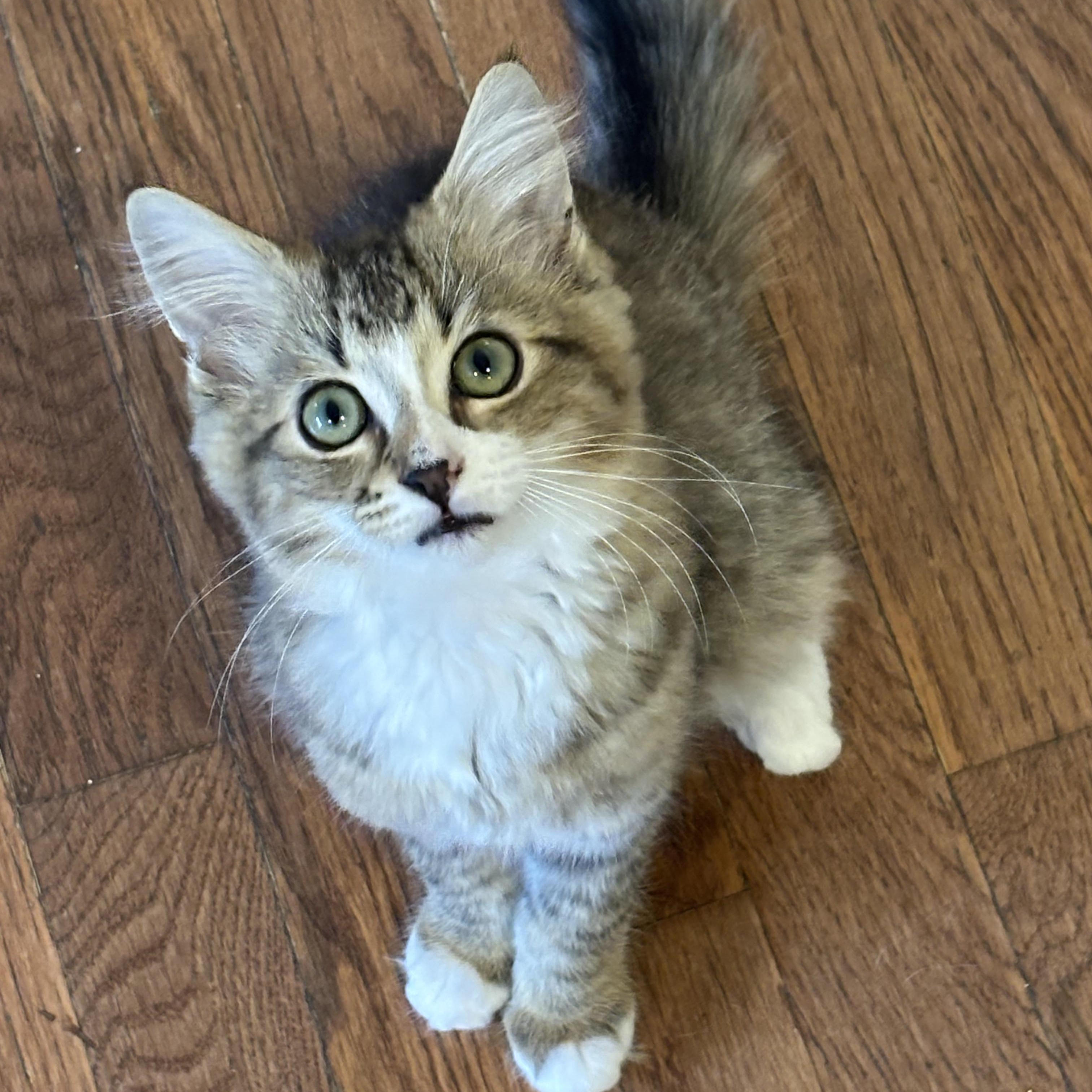 Enlarge Ozzie and Sylvester, an adopted mixed breed in Charlotte, NC image 3/4