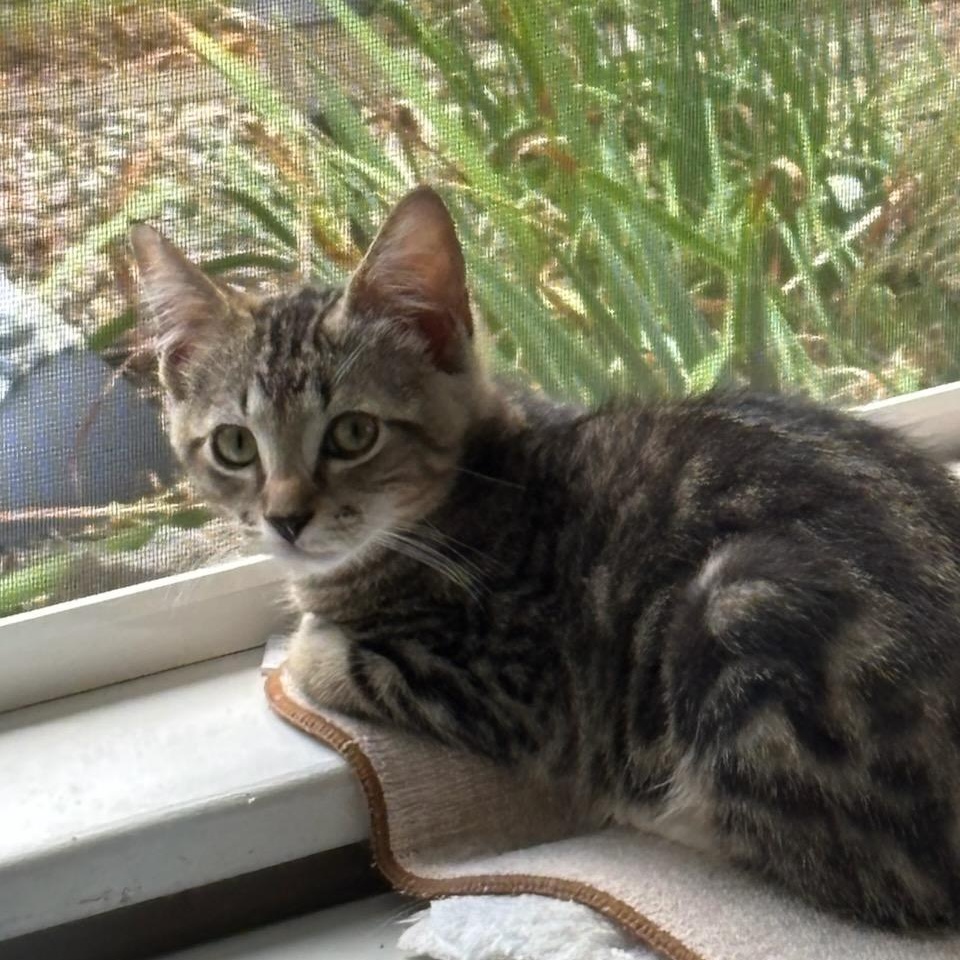 Enlarge Ozzie and Sylvester, an adopted mixed breed in Charlotte, NC image 4/4