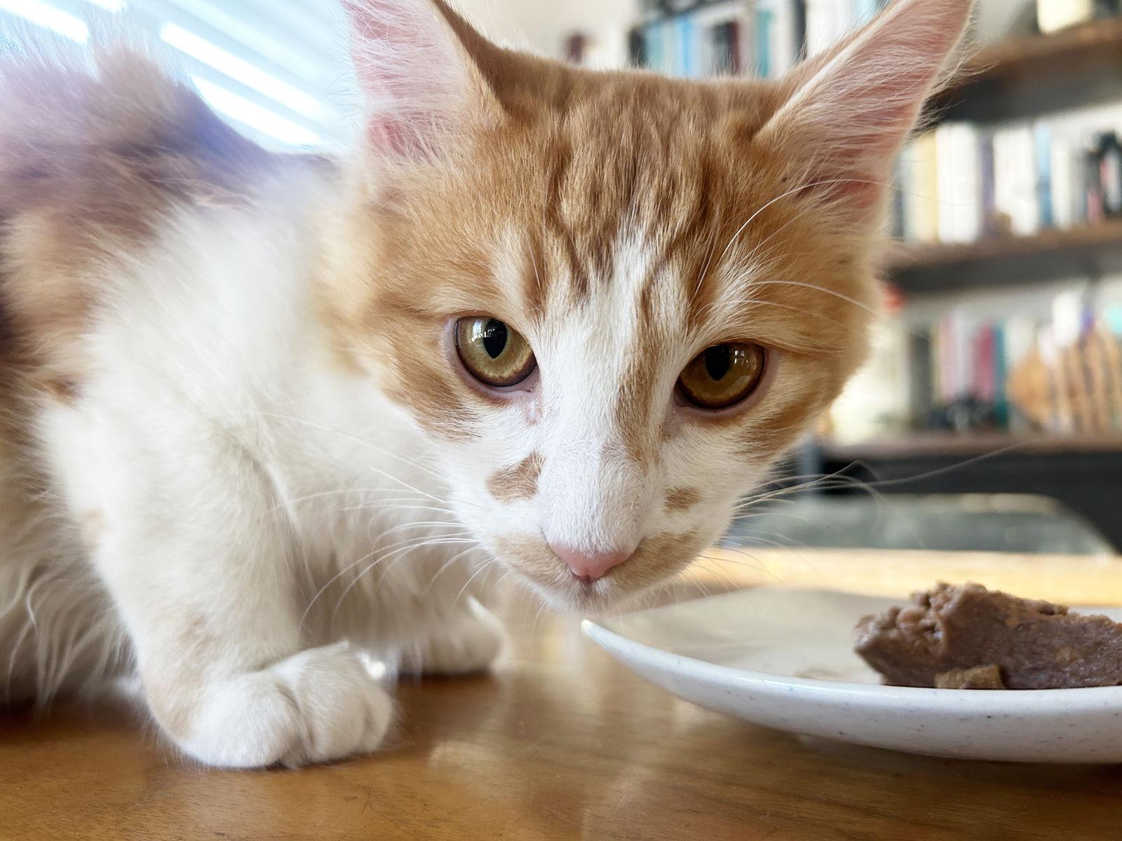 Enlarge Opi, a Adoptable mixed breed in Alameda, CA image 1/3