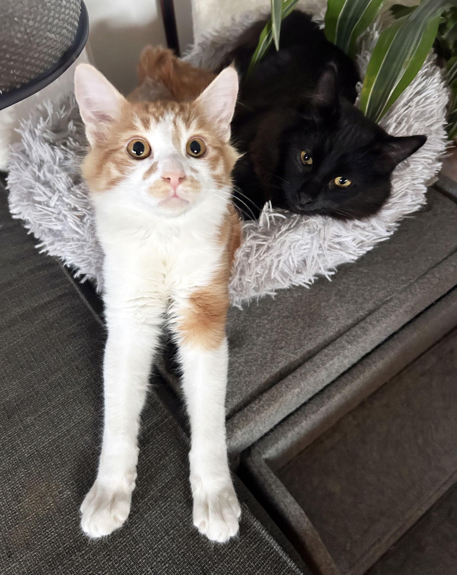 Enlarge Opi, a Adoptable mixed breed in Alameda, CA image 2/3