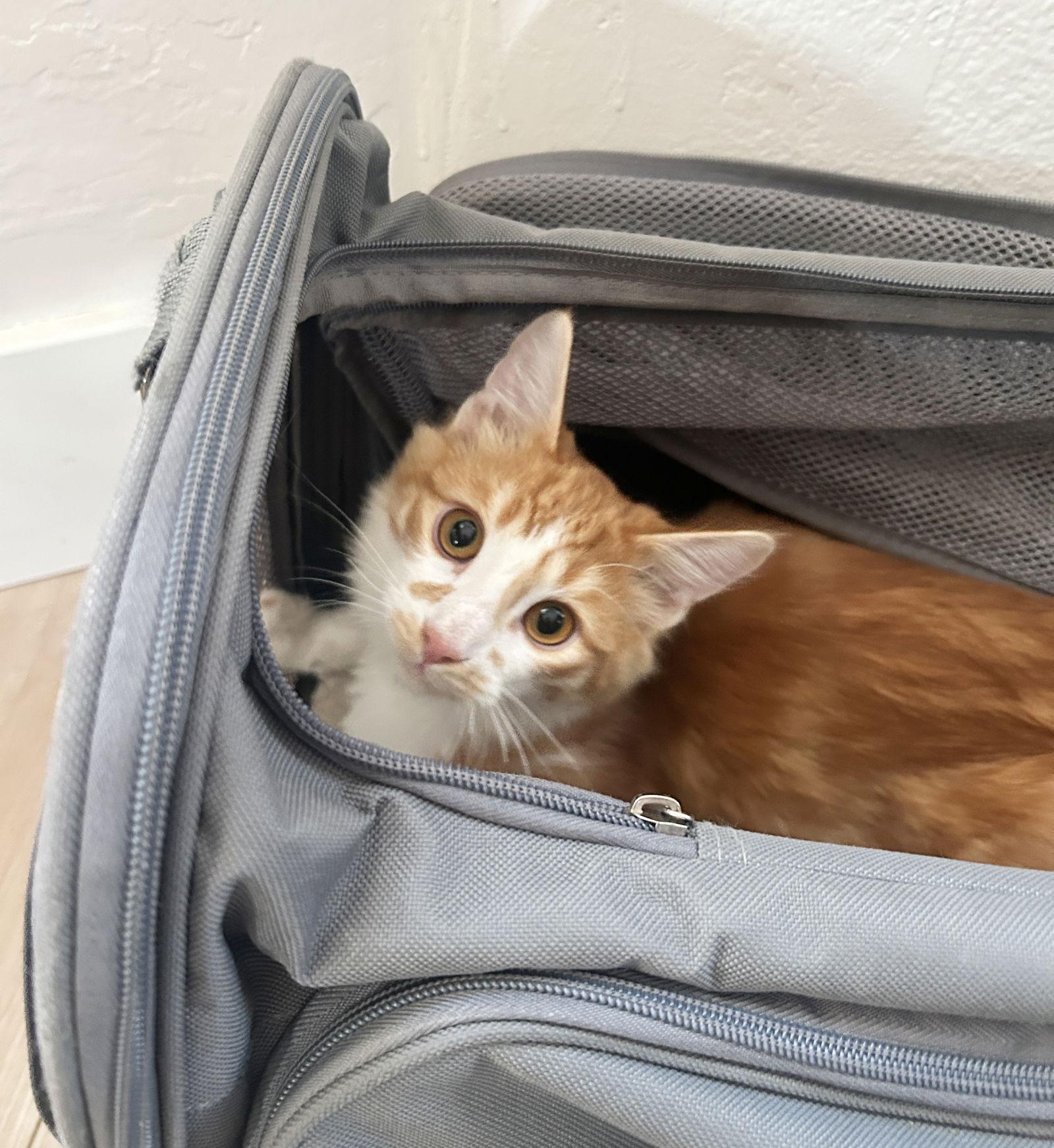 Enlarge Opi, a Adoptable mixed breed in Alameda, CA image 3/3