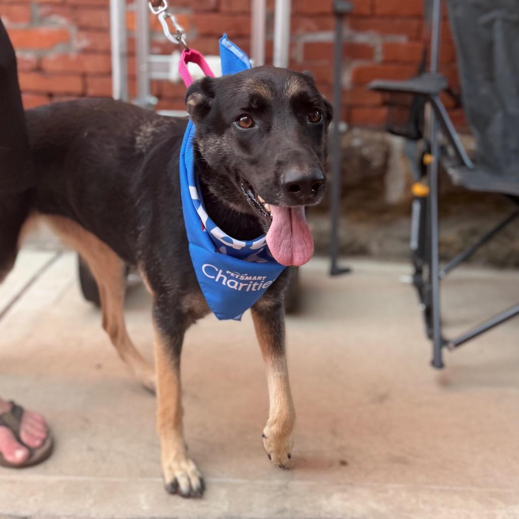 Enlarge Spazzy, a Adoptable German Shepherd Dog in Tulsa, OK image 1/6