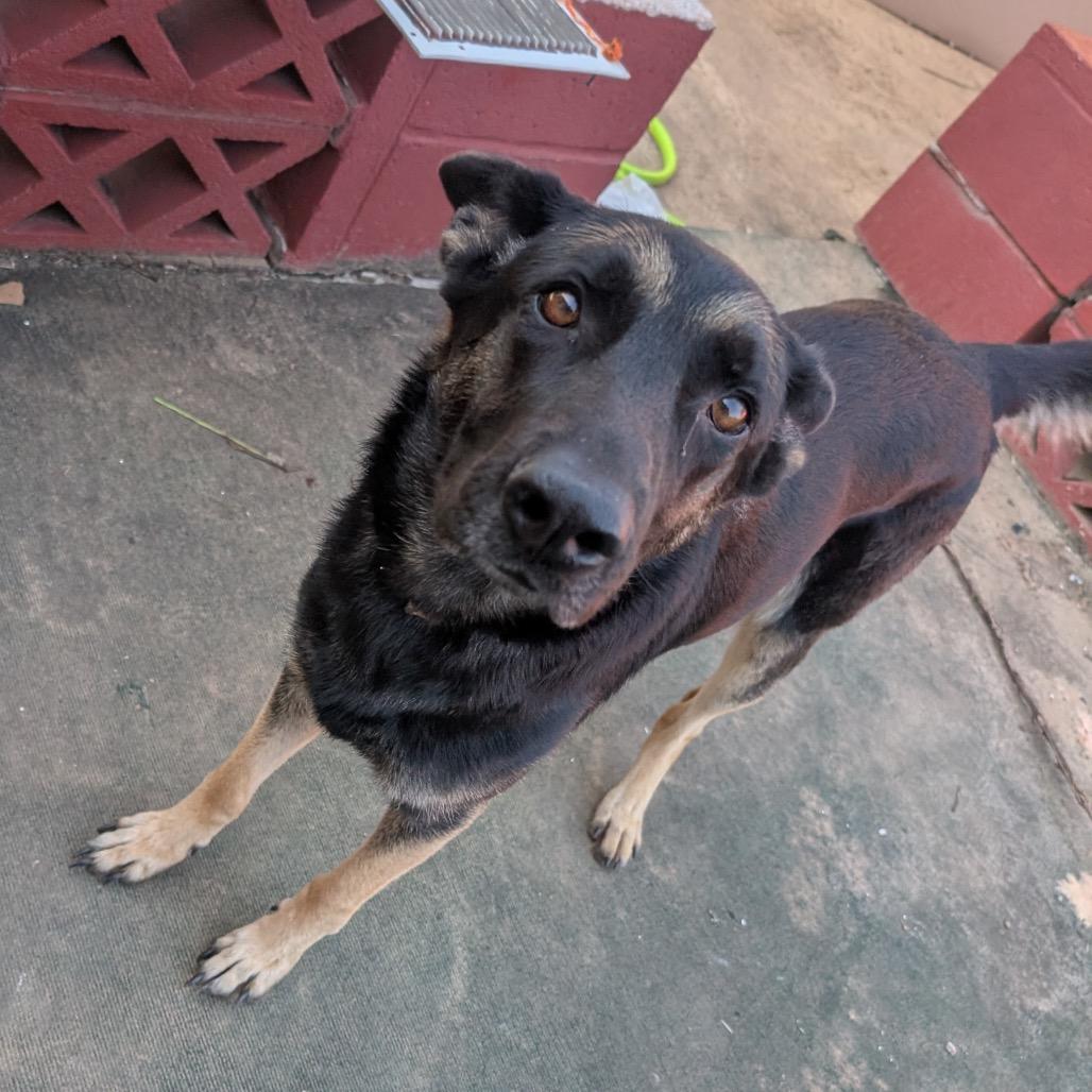 Enlarge Spazzy, a Adoptable German Shepherd Dog in Tulsa, OK image 2/6
