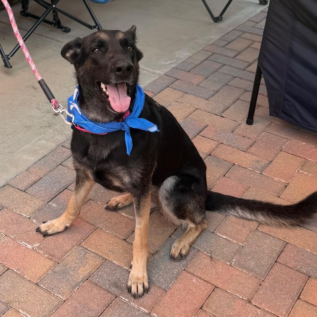 Enlarge Spazzy, a Adoptable German Shepherd Dog in Tulsa, OK image 3/6