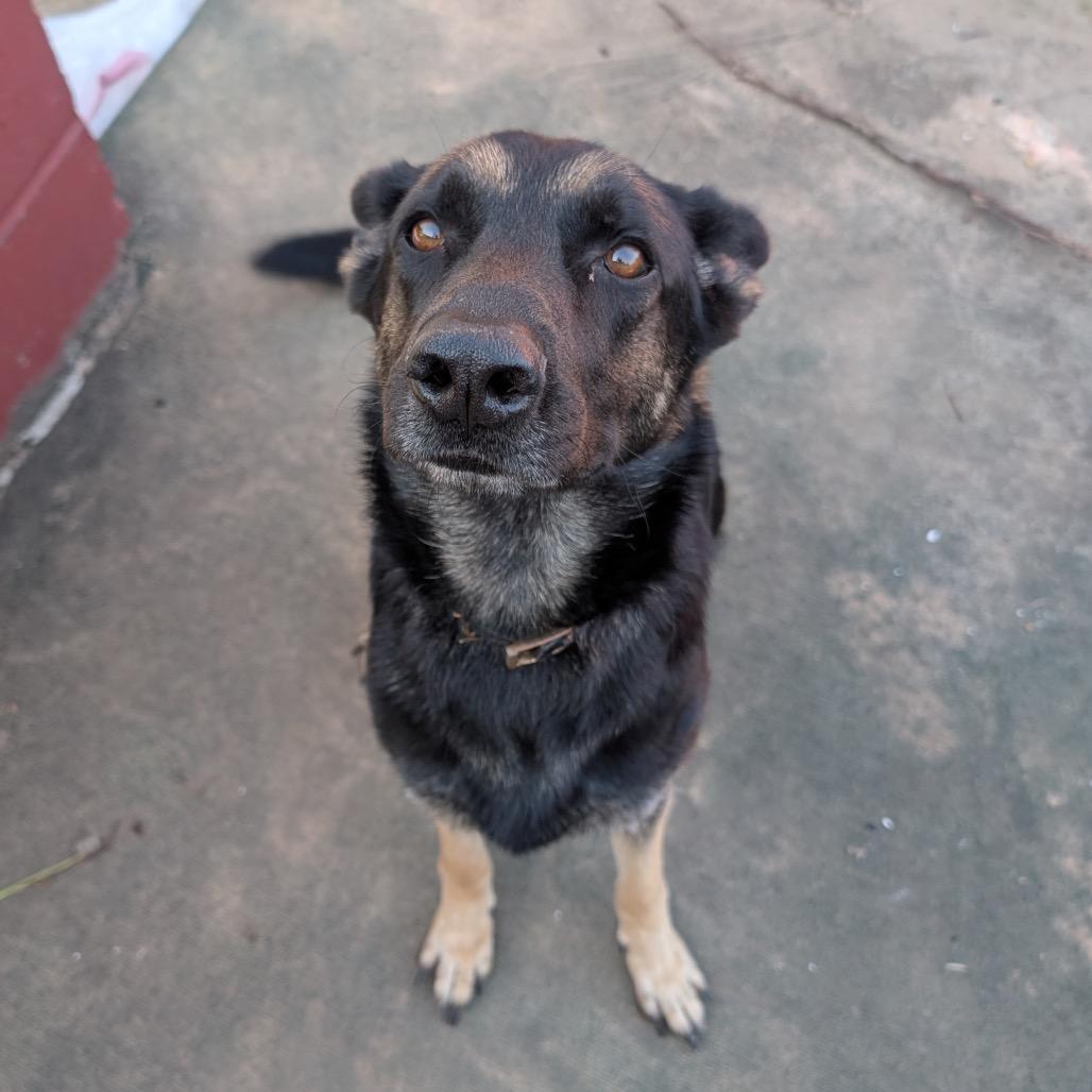 Enlarge Spazzy, a Adoptable German Shepherd Dog in Tulsa, OK image 4/6