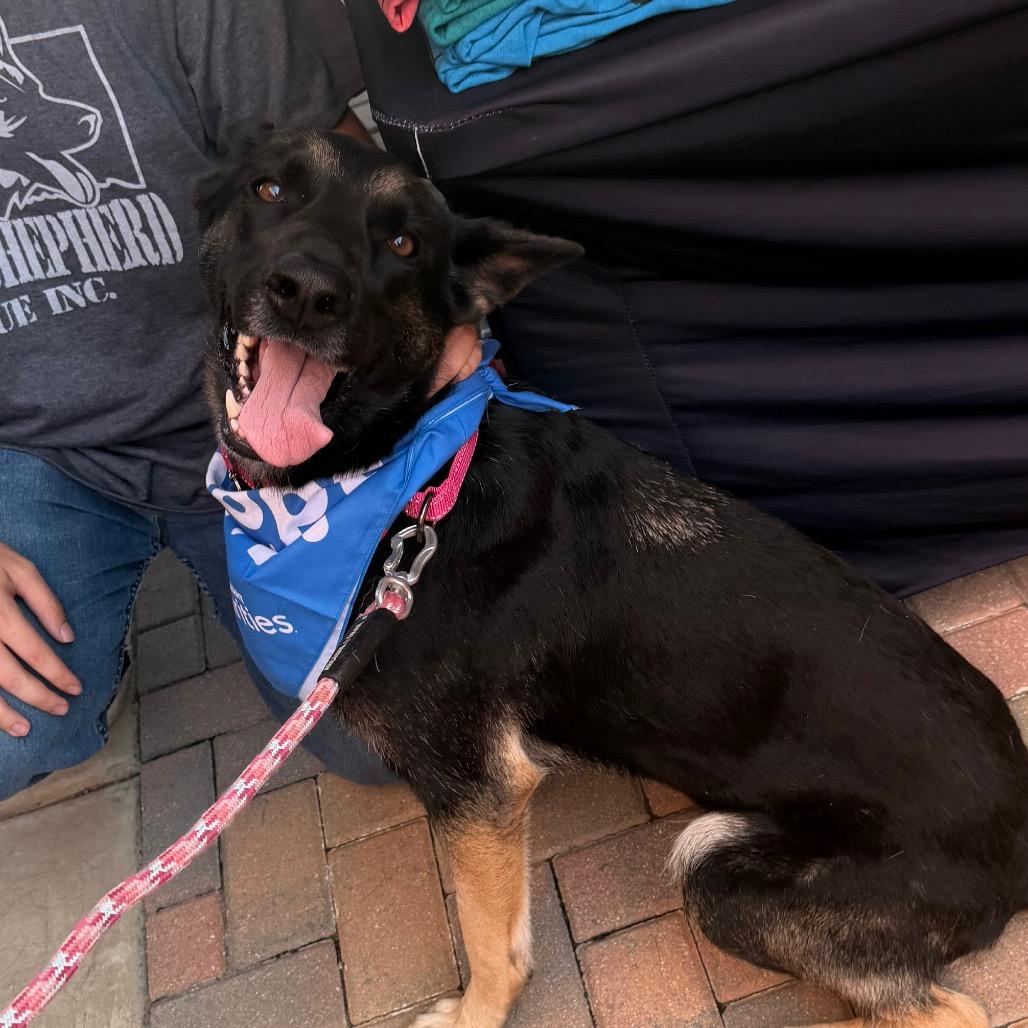 Enlarge Spazzy, a Adoptable German Shepherd Dog in Tulsa, OK image 5/6