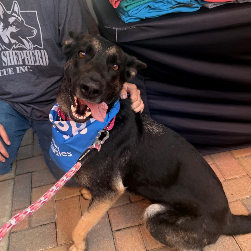 Enlarge Spazzy, a Adoptable German Shepherd Dog in Tulsa, OK image 6/6