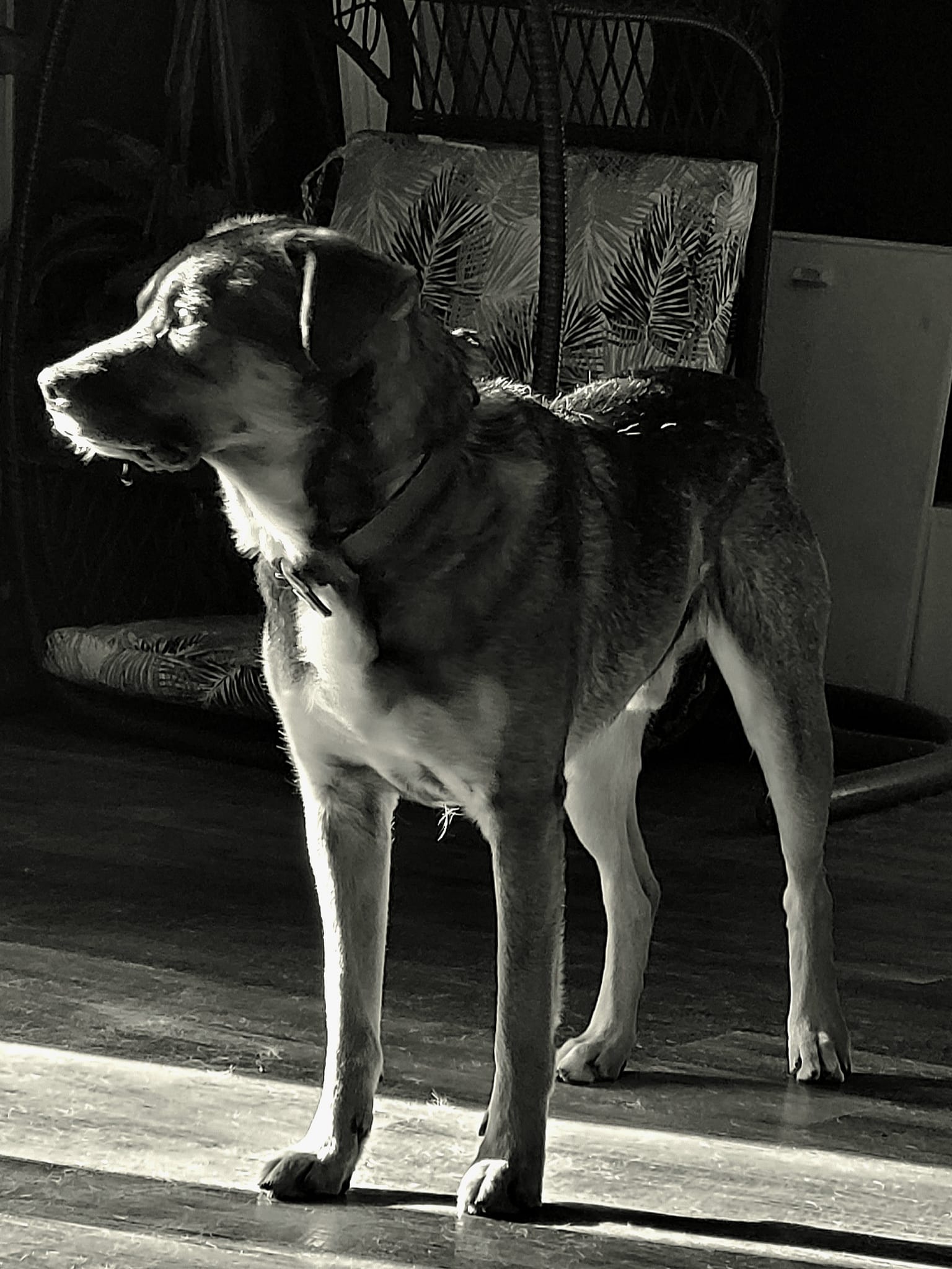 Romeo, a Adoptable Norwegian Elkhound in Seth, WV image 2/3