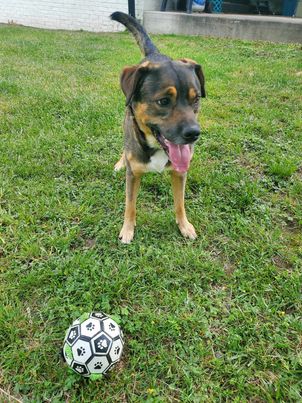 Romeo, a Adoptable Norwegian Elkhound in Seth, WV image 3/3
