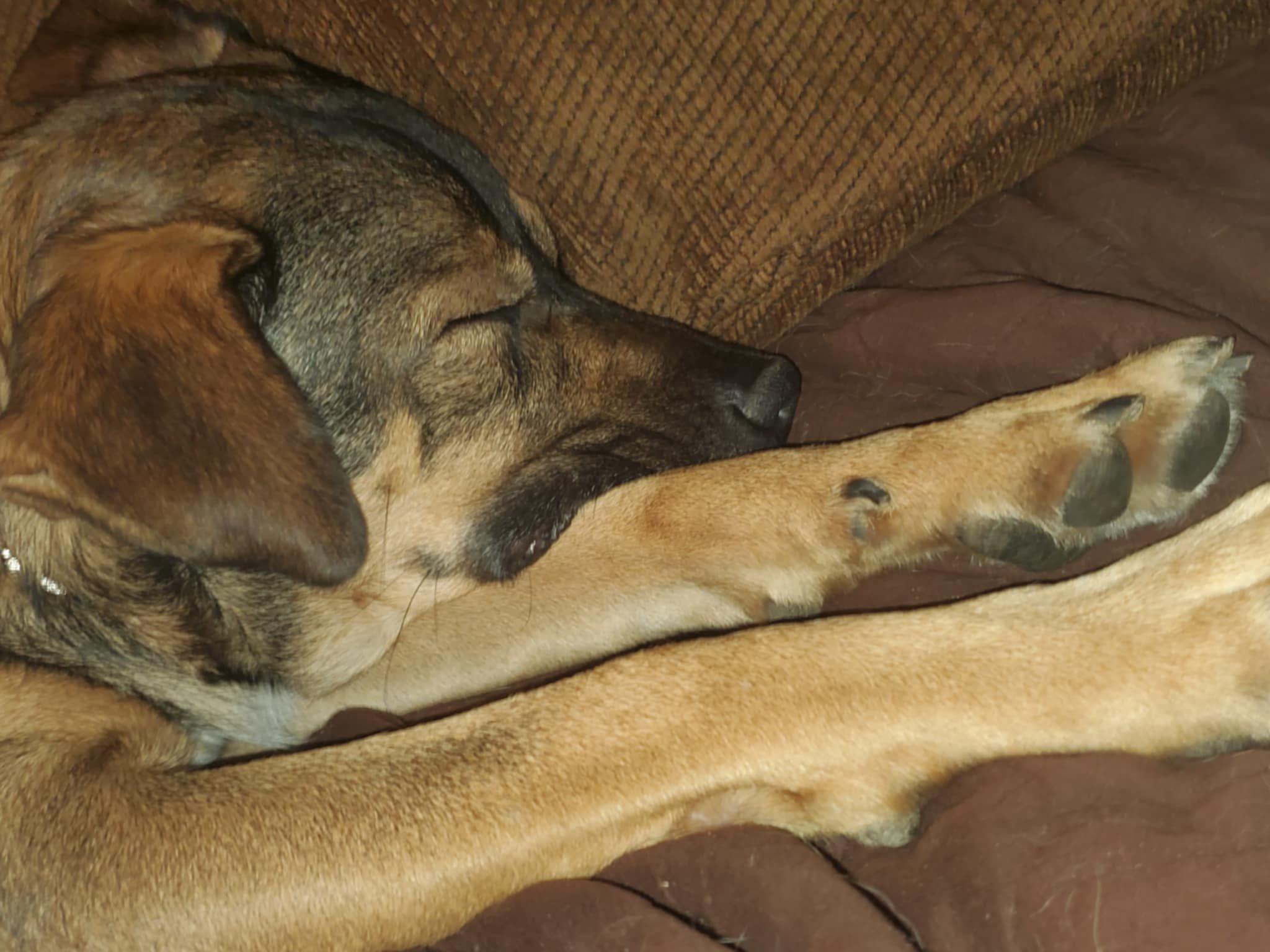 Romeo, Adoptable, Adult Male Norwegian Elkhound.