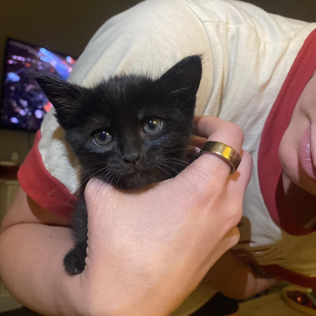 Enlarge Chip, a Adoptable American Shorthair in Odessa, TX image 1/6