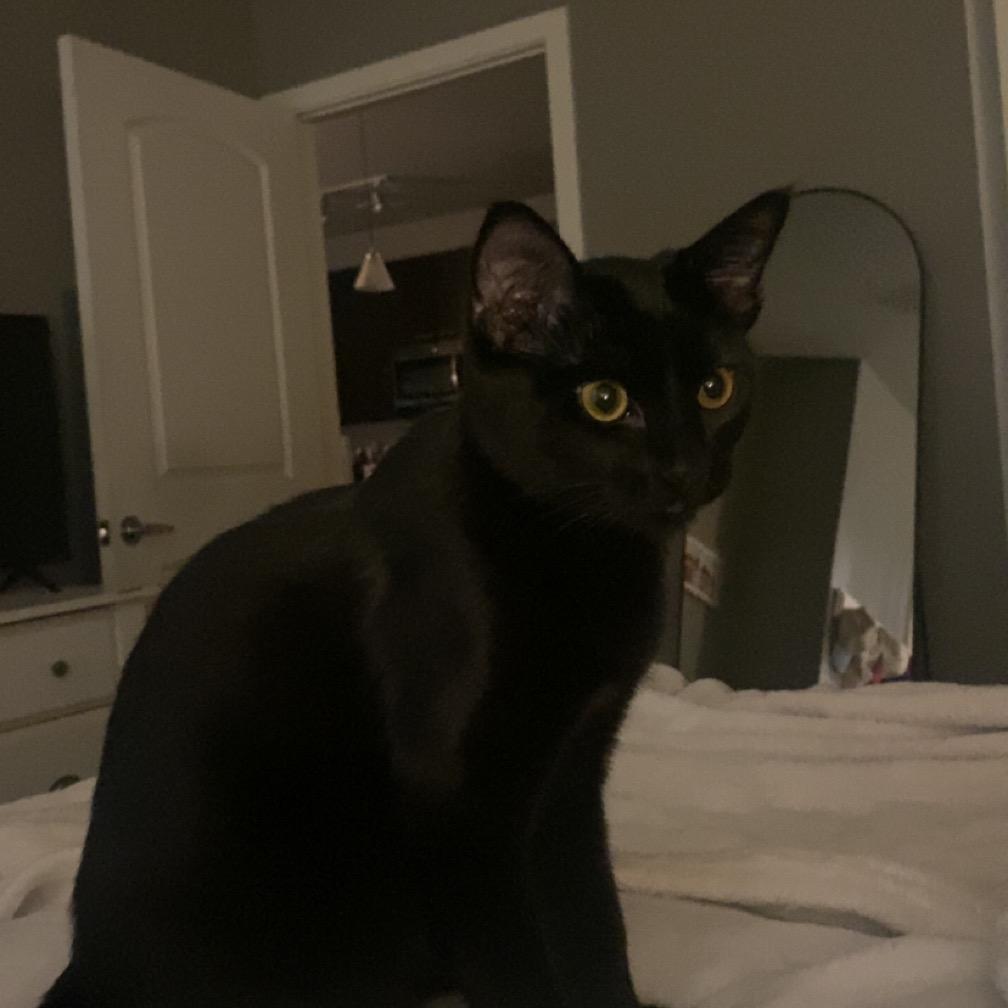 Enlarge Chip, a Adoptable American Shorthair in Odessa, TX image 2/6