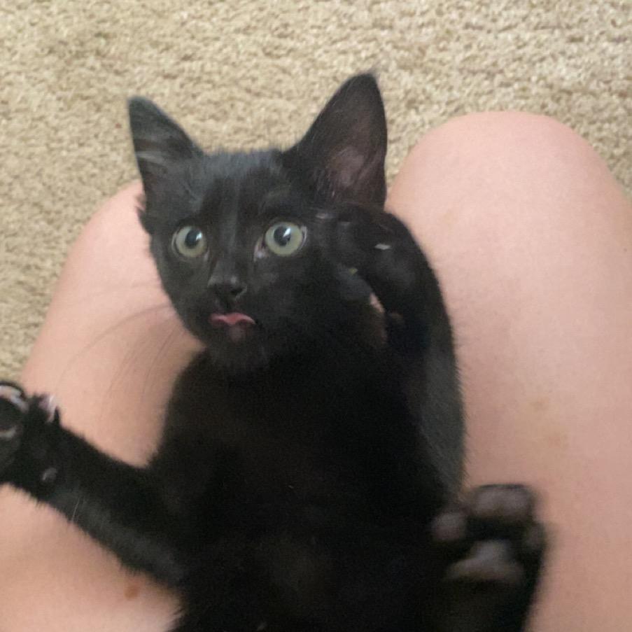 Enlarge Chip, a Adoptable American Shorthair in Odessa, TX image 3/6