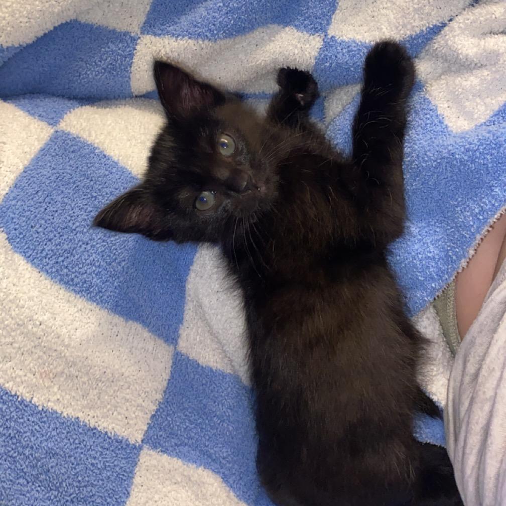 Enlarge Chip, a Adoptable American Shorthair in Odessa, TX image 4/6