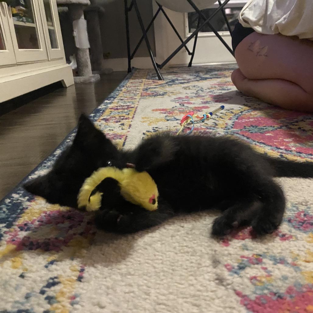 Enlarge Chip, a Adoptable American Shorthair in Odessa, TX image 5/6