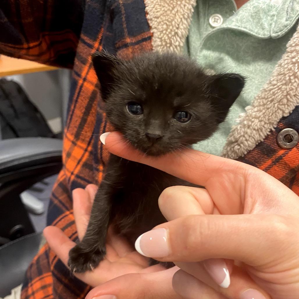 Enlarge Chip, a Adoptable American Shorthair in Odessa, TX image 6/6