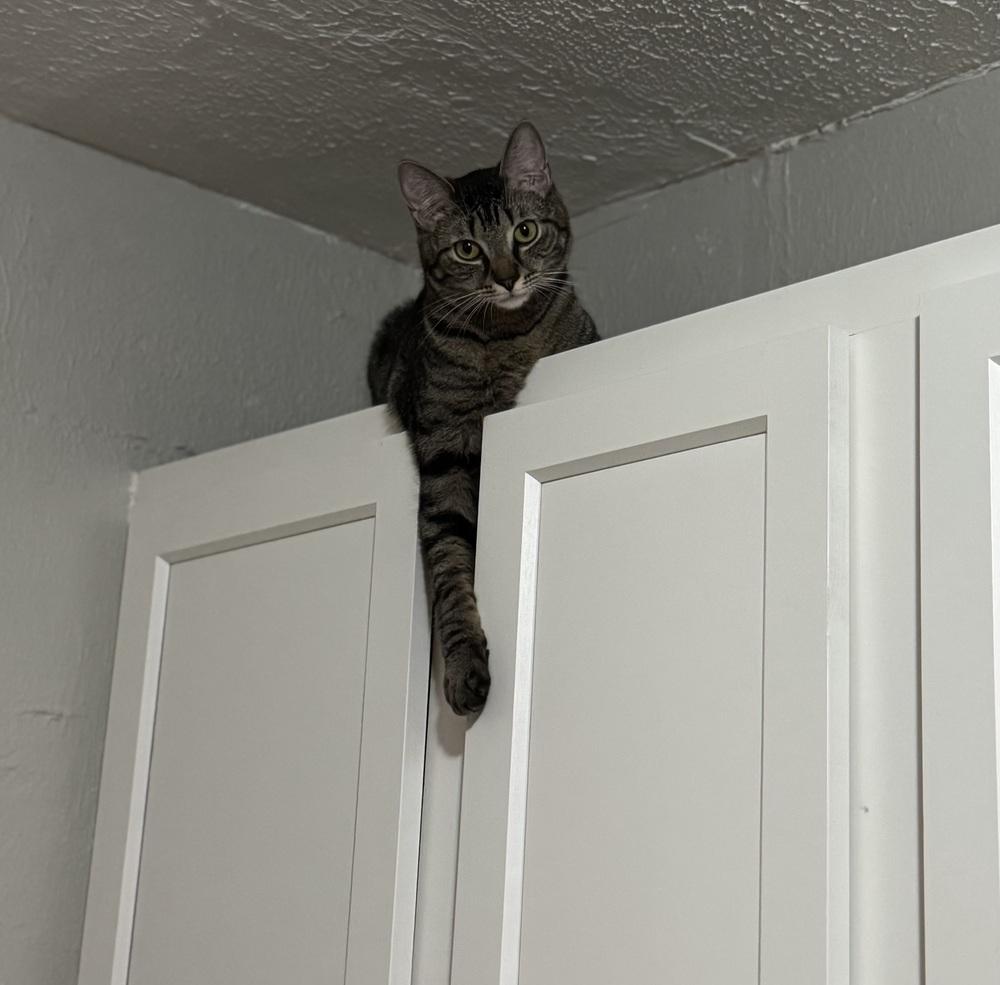 Tenebrus, Adoptable, Adult Male Domestic Short Hair.