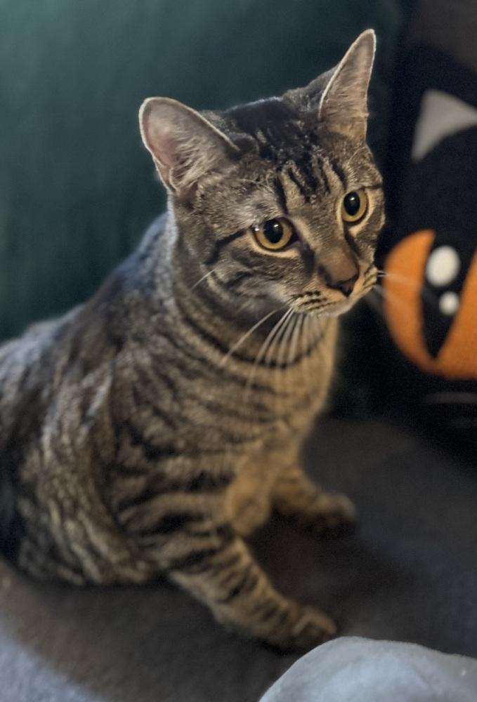 Enlarge Tenebrus, a Adoptable Domestic Short Hair in Dayton, OH image 2/6