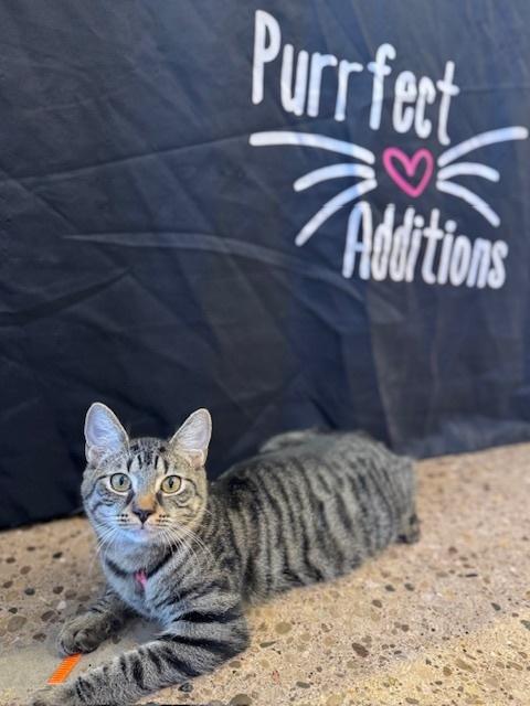 Tenebrus, Adoptable, Kitten Male Domestic Short Hair.