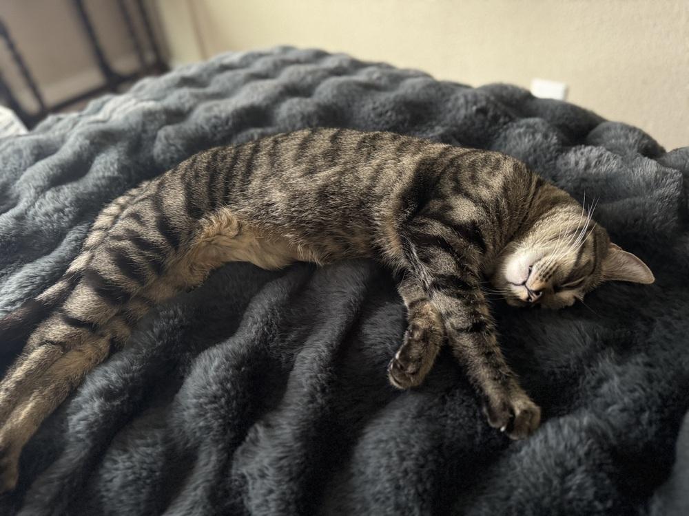 Enlarge Tenebrus, a Adoptable Domestic Short Hair in Dayton, OH image 5/6