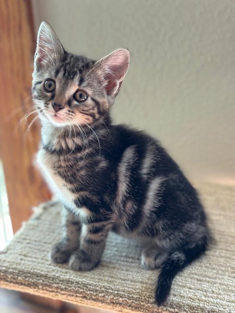 Enlarge Tenebrus, a Adoptable Domestic Short Hair in Dayton, OH image 3/6