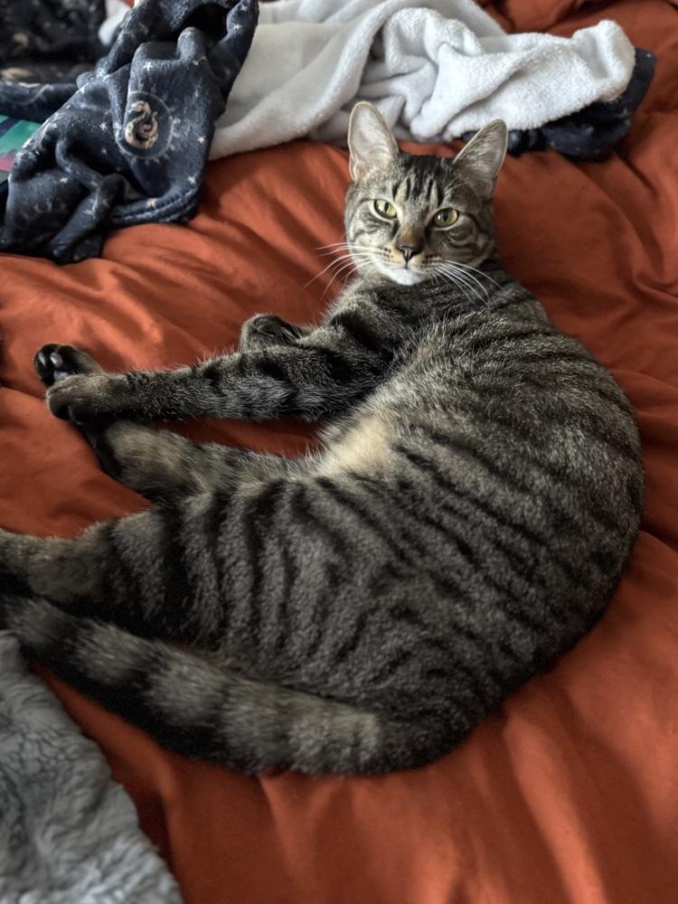 Enlarge Tenebrus, a Adoptable Domestic Short Hair in Dayton, OH image 6/6