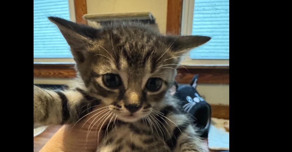 Tenebrus, a Adoptable Domestic Short Hair image 3/3