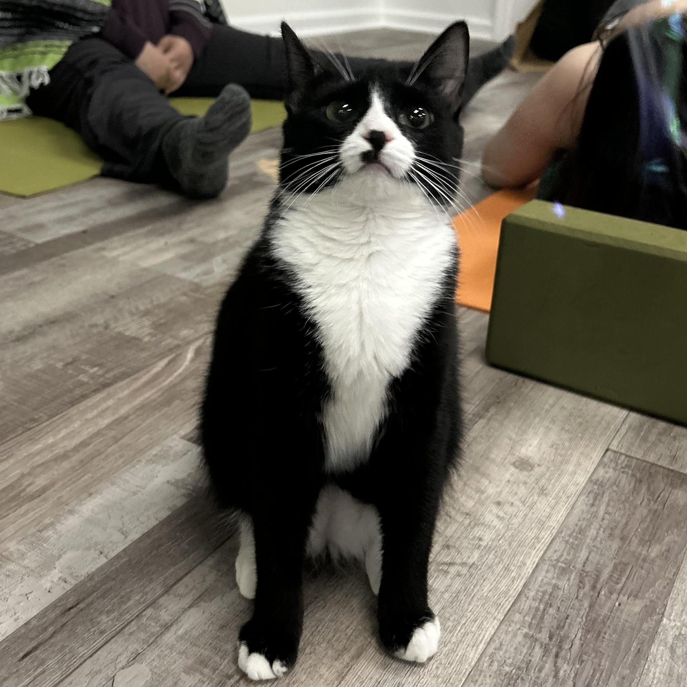 Winnie, a Adoptable mixed breed in Fort Oglethorpe, GA image 6/6