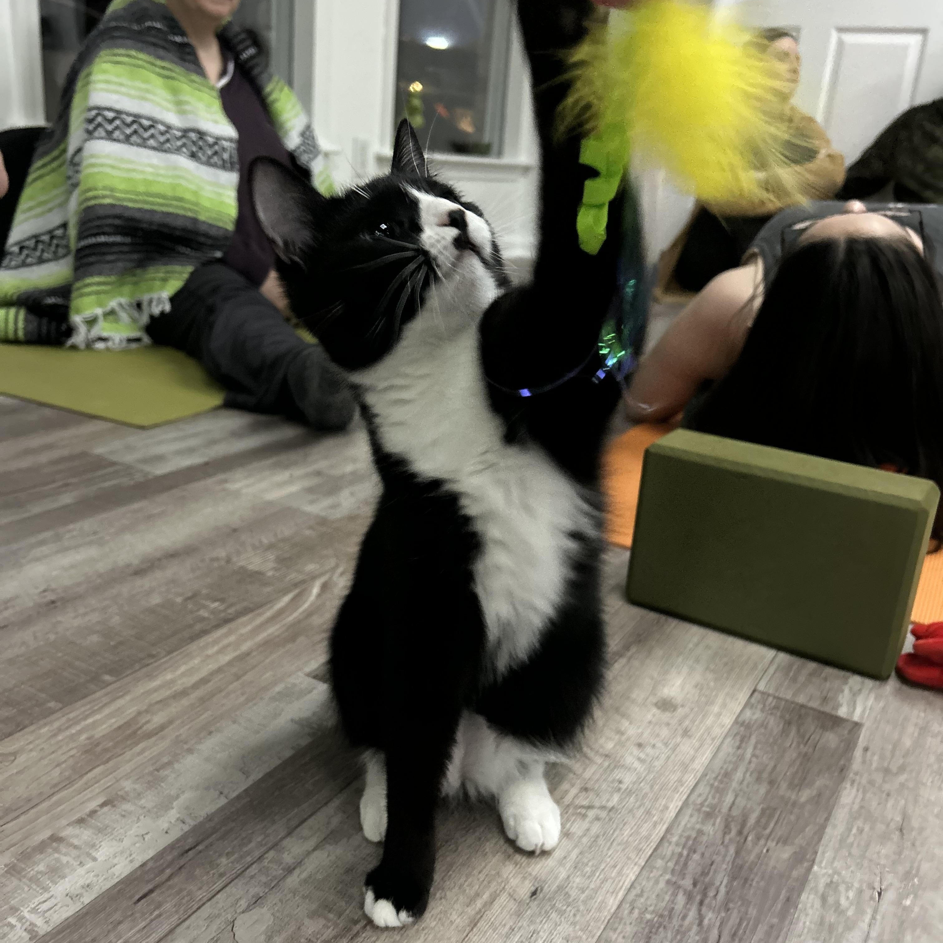 Winnie, a Adoptable mixed breed in Fort Oglethorpe, GA image 5/6