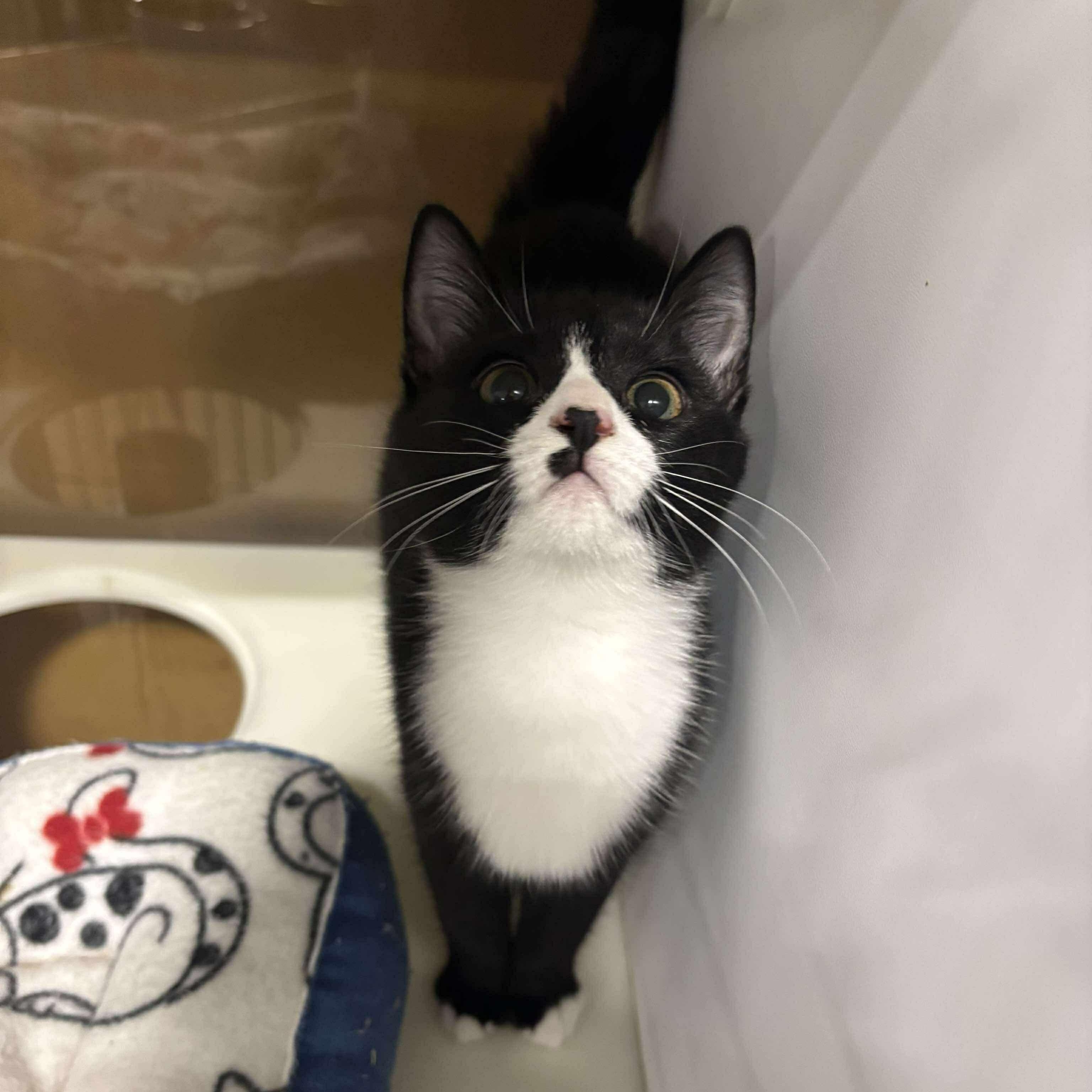 Winnie, a Adoptable mixed breed in Fort Oglethorpe, GA image 3/6