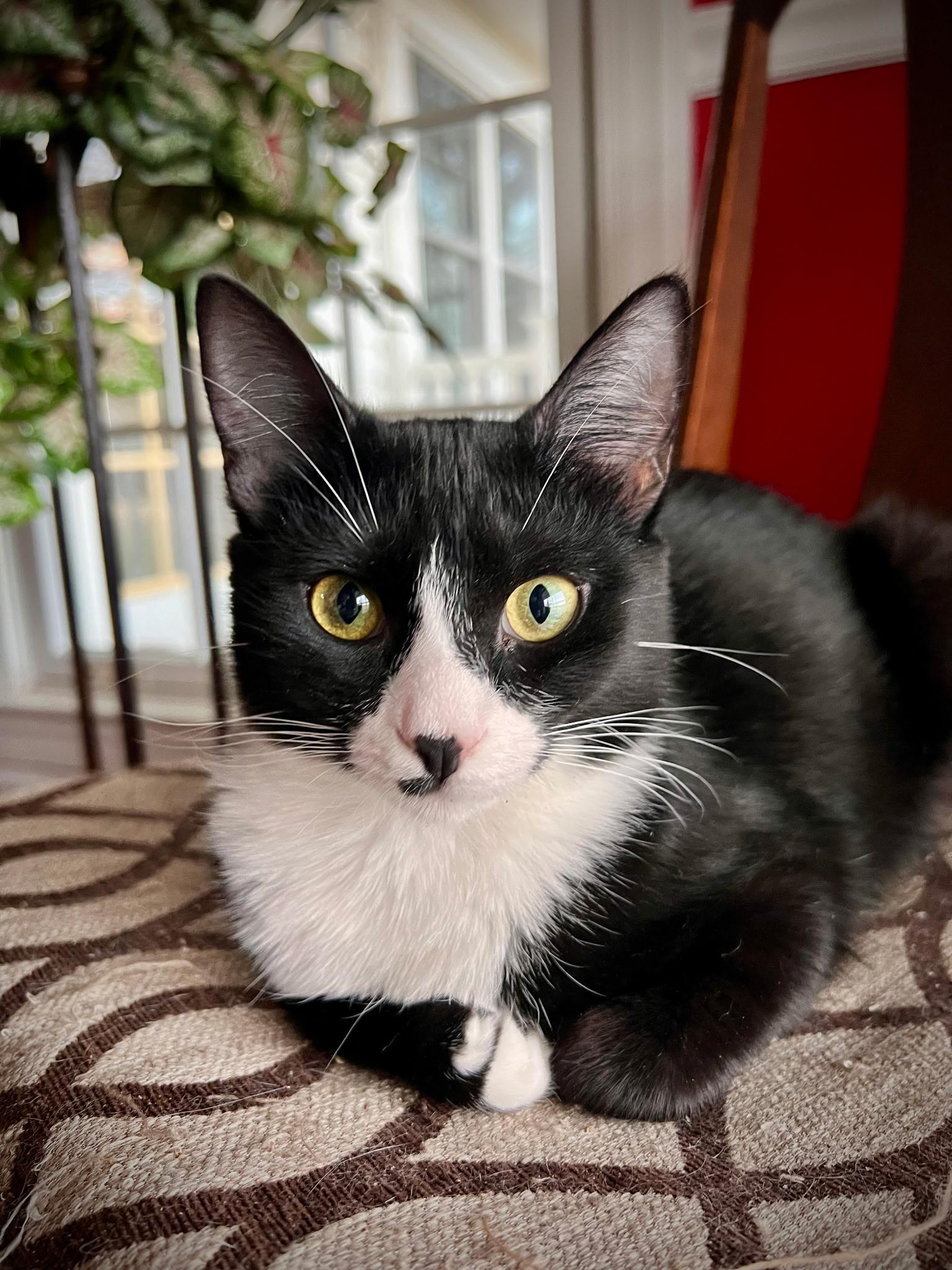 Winnie, Adoptable, Kitten Female Domestic Short Hair.