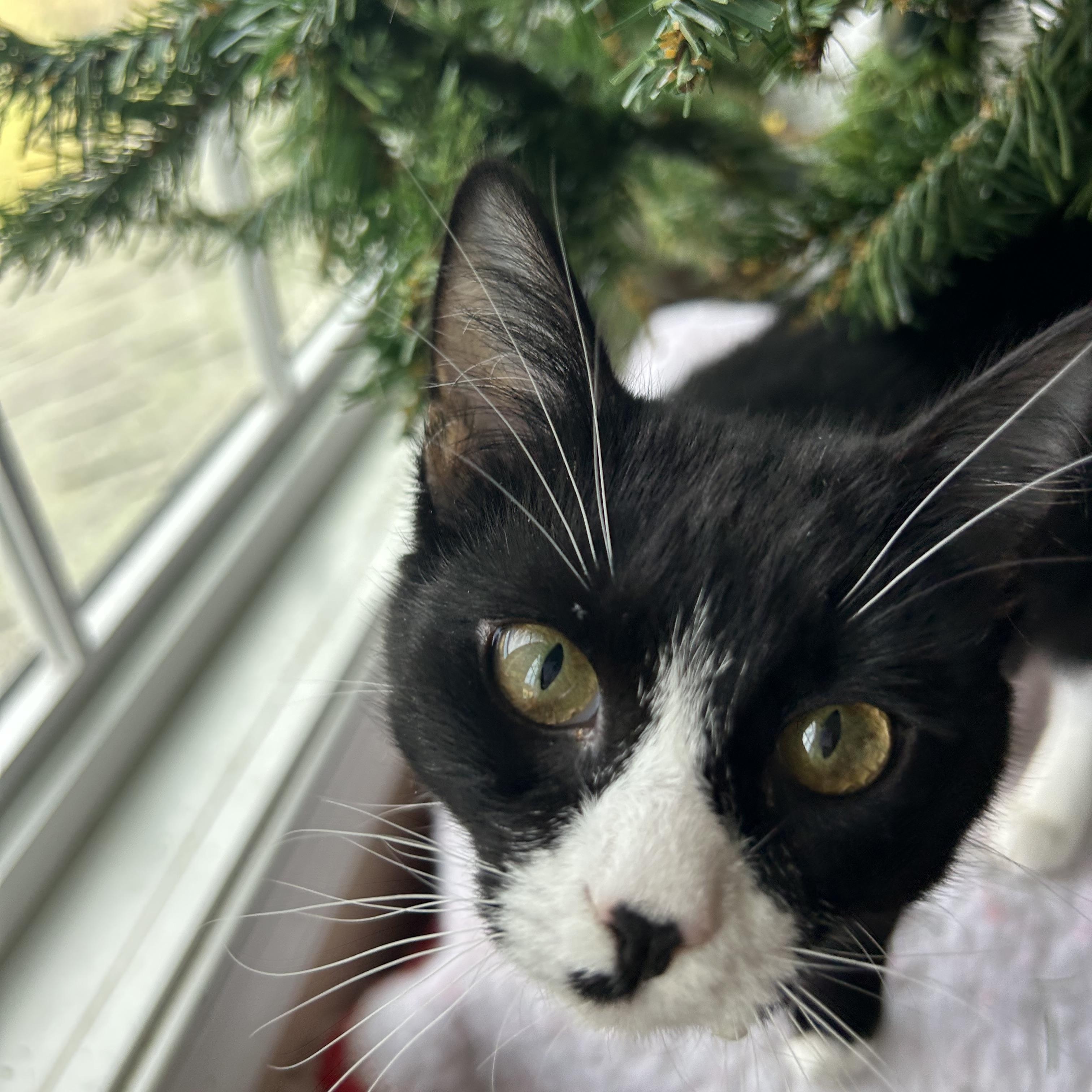 Winnie, a Adoptable mixed breed in Fort Oglethorpe, GA image 4/6