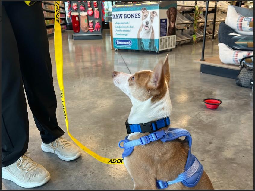 Tito, an adopted mixed breed in Lago Vista, TX image 6/6