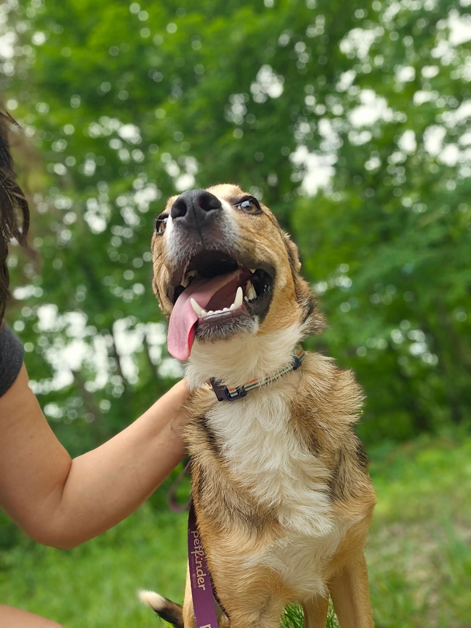 Tucker, a ADOPTABLE mixed breed in Hilham, TN image 4/5
