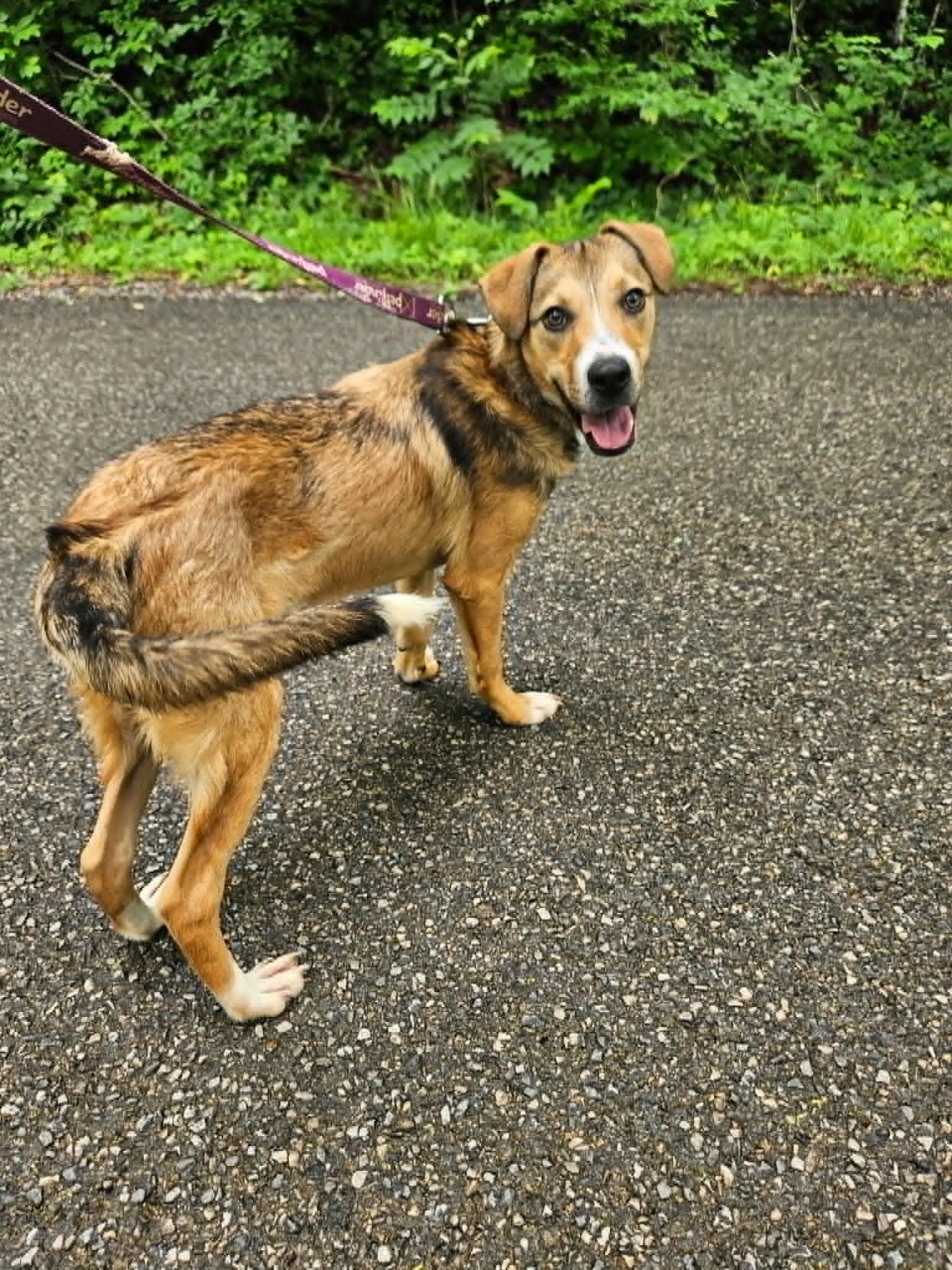 Tucker, a ADOPTABLE mixed breed in Hilham, TN image 2/5