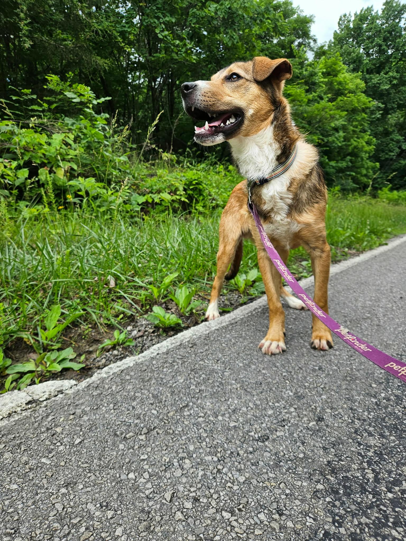 Tucker, a ADOPTABLE mixed breed in Hilham, TN image 5/5