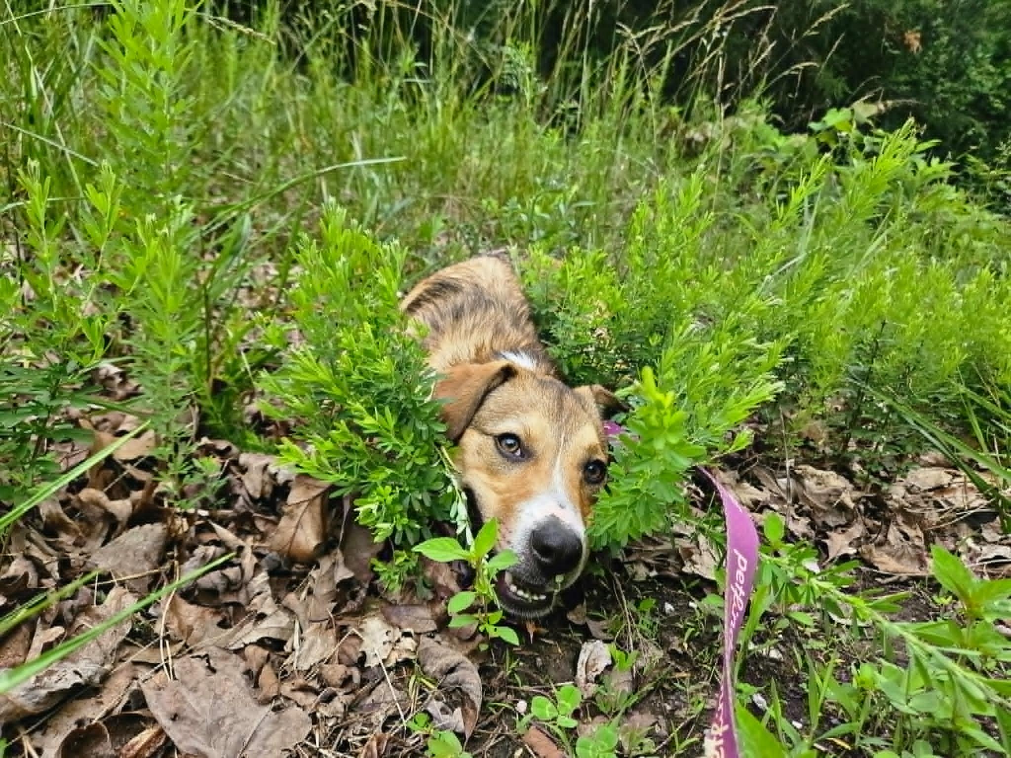 Tucker, a ADOPTABLE mixed breed in Hilham, TN image 3/5