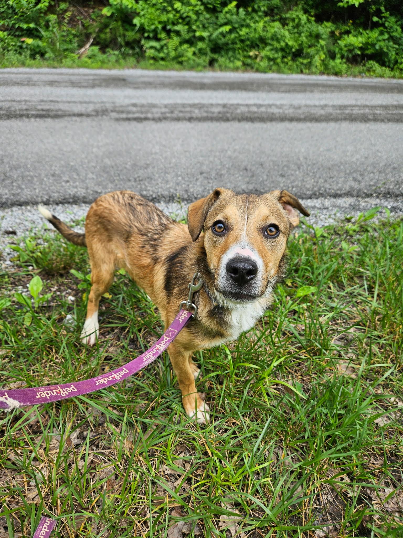 Tucker, ADOPTABLE, Puppy Male Australian Shepherd.